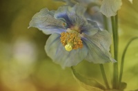 Pavot_Bleu