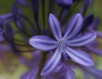 Fleur en Mauve