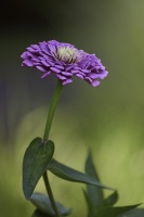La_Fleur
