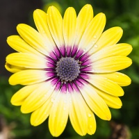 Nature2