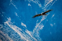 Vol du condor