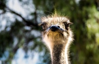 Curieuse