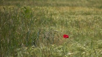 Rouge coquelicot