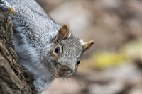 Curieux