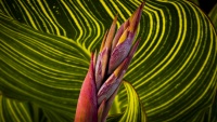 Fleur