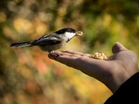 Mésange apprivoisée
