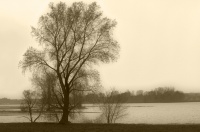 Petit-matin