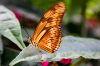 couleur_bronze