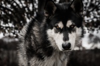 Mon loup