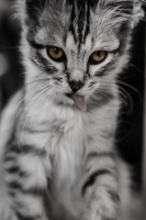 La toilette