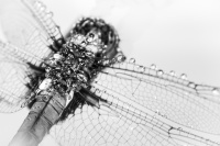 Libellule sous la pluie
