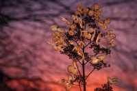 Papillons d'hiver