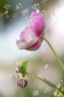 entre_les_bulles