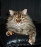 Charlie_Animaux