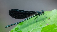 Noire beaute