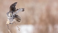 Chouette_eperviere_01_Theme_animalier