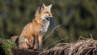 Renard_02_Themen_animalier