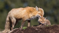 Renard_01_Theme_animalier